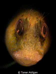 Snooted blenny by Taner Atilgan 